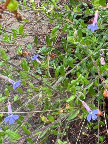 Lobelia neglecta leaves